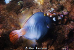 Filefish, Honolua Bay, Maui by Alison Ranheim 
